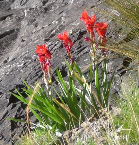 Gladiolus flanaganii leaves